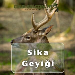 Sika Geyiği