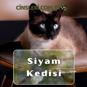 Siamese Kedisi