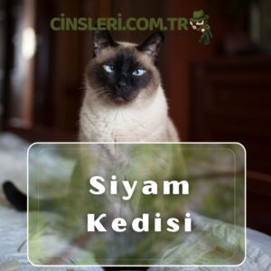 Siyam Kedisi