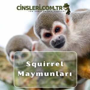 Squirrel Maymunları