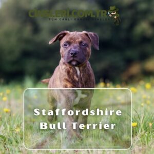 Staffordshire Bull Terrier