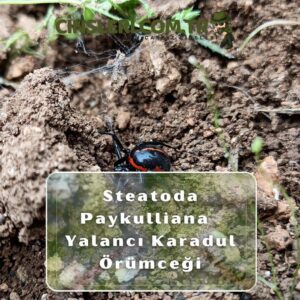 Steatoda Paykulliana Yalancı Karadul Örümceği