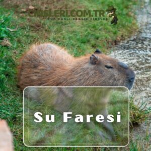 Su Faresi