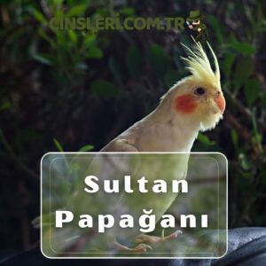 Sultan Papağanı