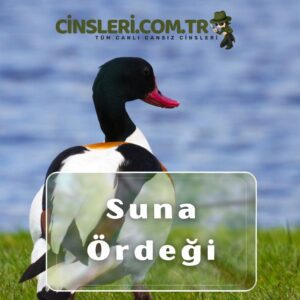 Suna Ördeği