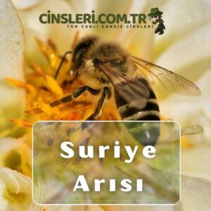 Suriye Arısı