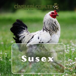 Susex