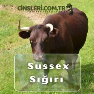 Sussex Sığırı