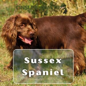 Sussex Spaniel