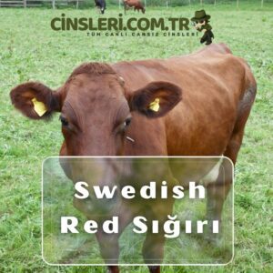 Swedish Red Sığırı