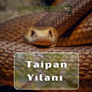 Taipan Yılanı