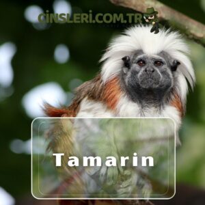 Tamarin