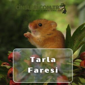 Tarla Faresi