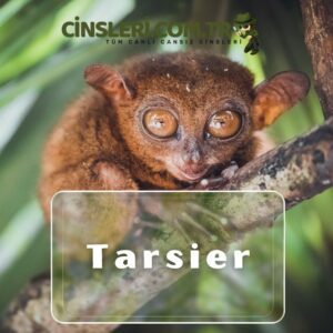 Tarsier