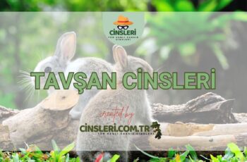 Tavşan Cinsleri