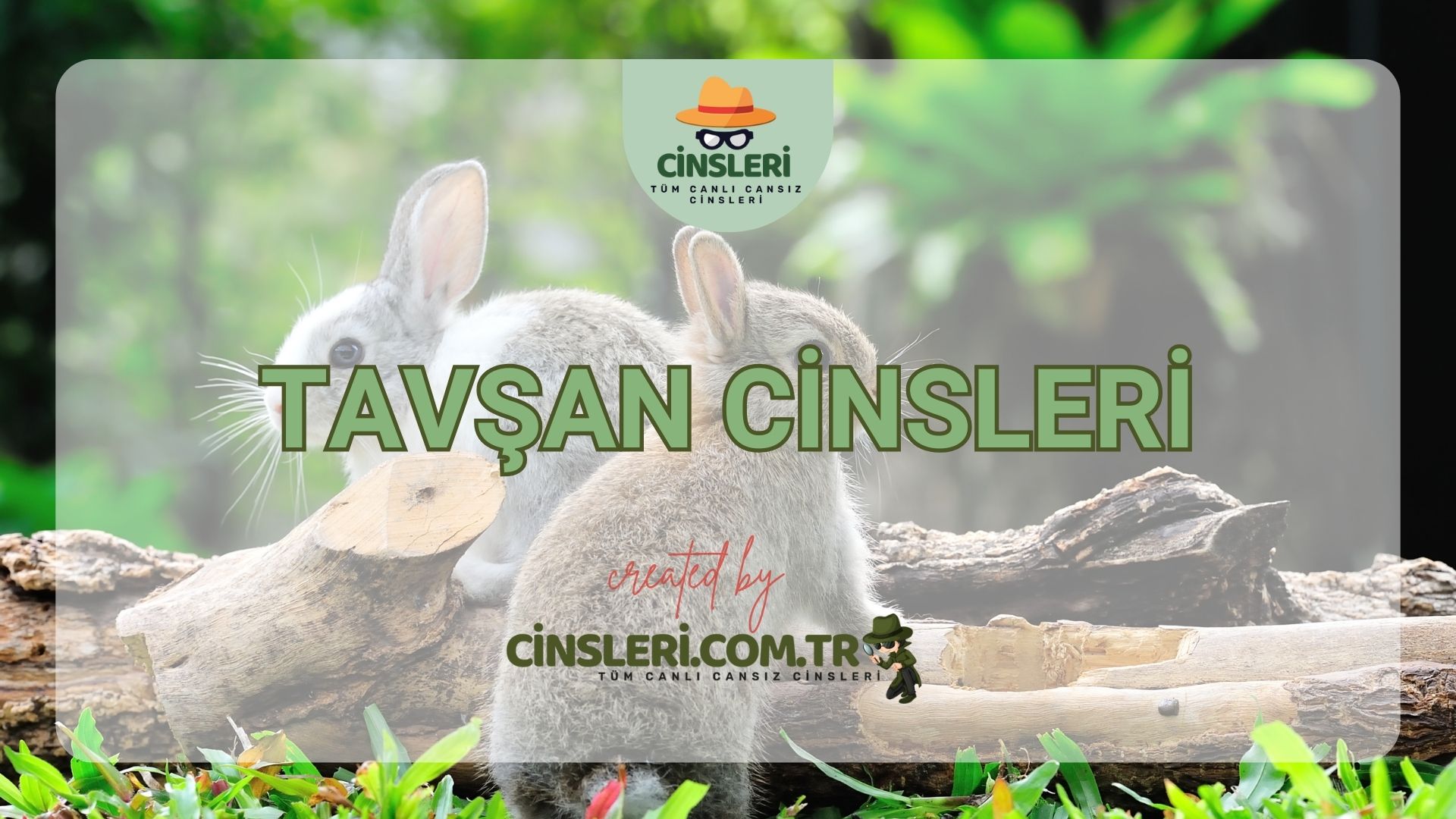 Tavşan Cinsleri