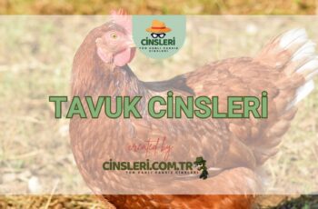 Tavuk Cinsleri