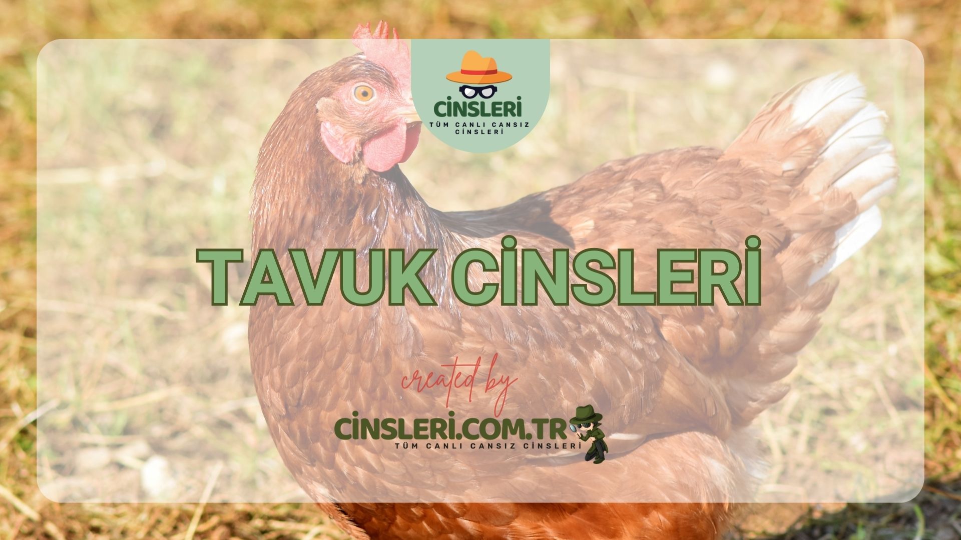 Tavuk Cinsleri