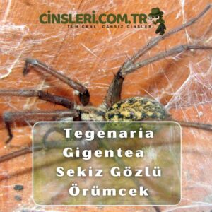 Tegenaria Gigantea Sekiz Gözlü Örümcek