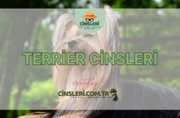 Terrier Cinsleri