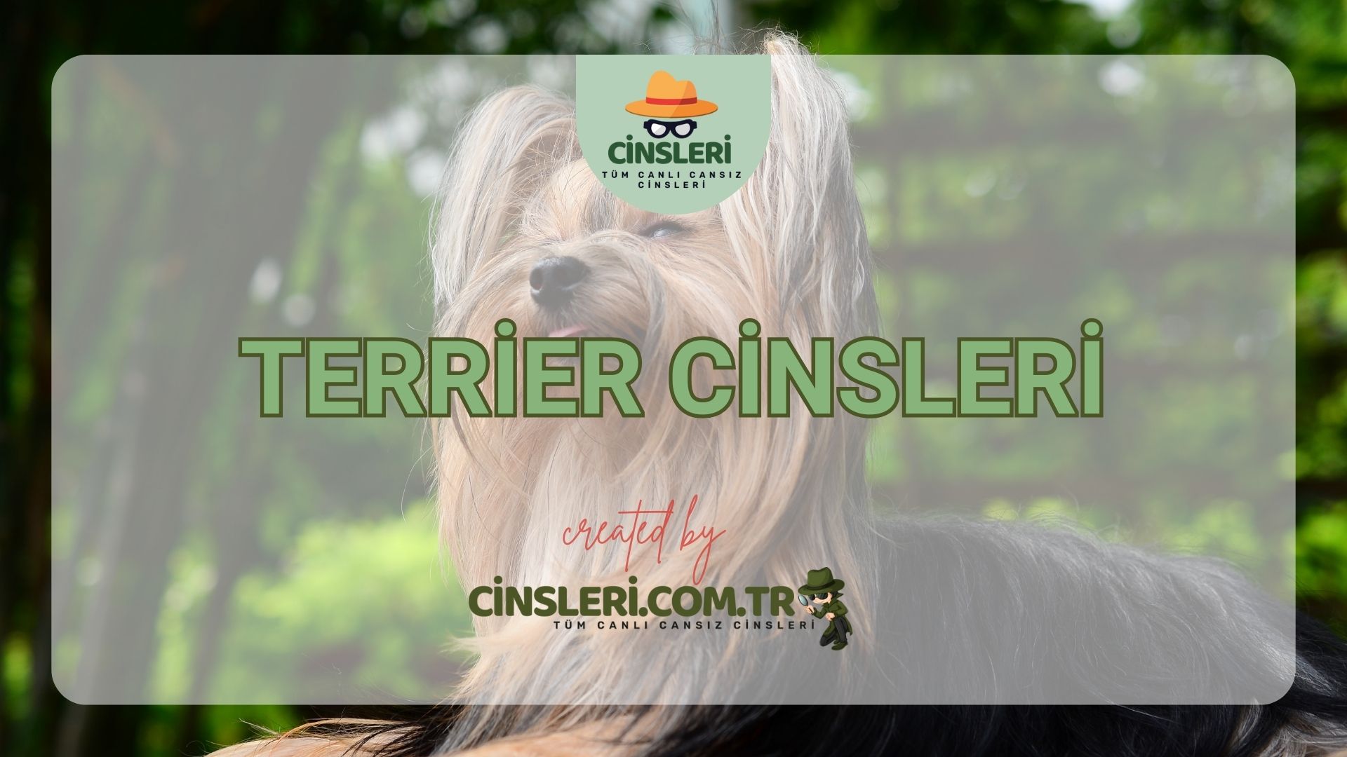 Terrier Cinsleri