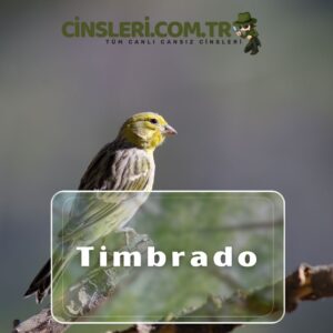 Timbrado