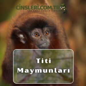 Titi Maymunları