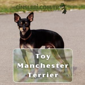 Toy Manchester Terrier