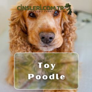 Toy Poodle