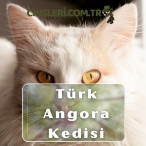 Türk Angora Kedisi