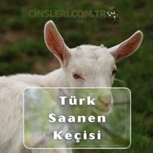 Türk Saanen Keçisi