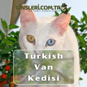 Turkish Van Kedisi