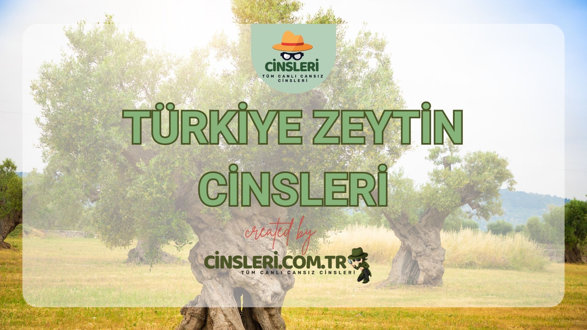 Türkiye Zeytin Cinsleri