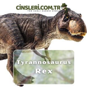 Tyrannosaurus Rex