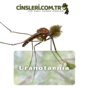 Uranotaenia