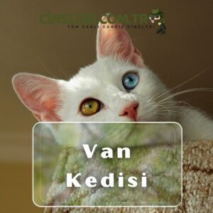 Van Kedisi