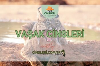 Vaşak Cinsleri