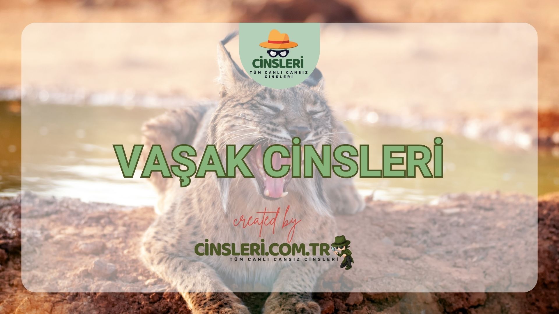 Vaşak Cinsleri