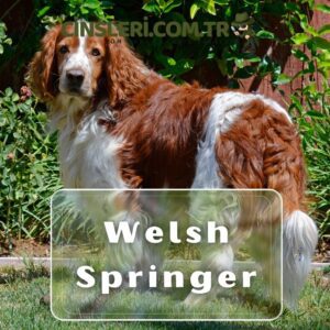 Welsh Springer