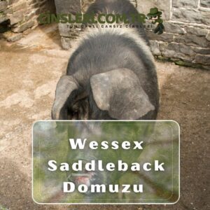 Wessex Saddleback Domuzu