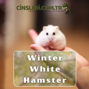 Winter White Hamster