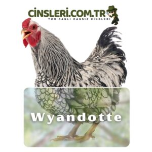 Wyandotte