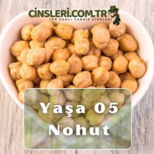 Yaşa 05 Nohut