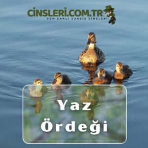 Yaz Ördeği