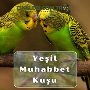 Yeşil Muhabbet Kuşu