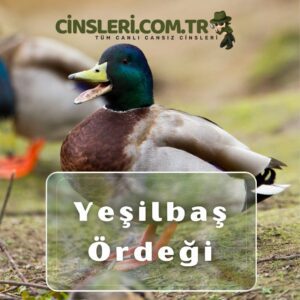 Yeşilbaş Ördeği