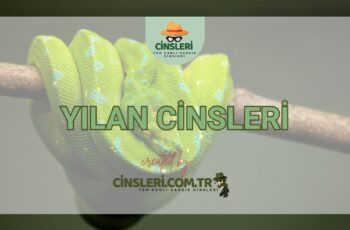 Yılan Cinsleri