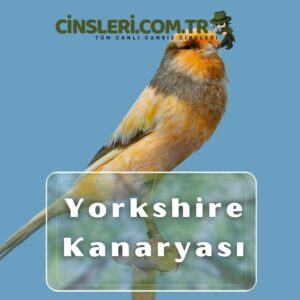 Yorkshire Kanaryası