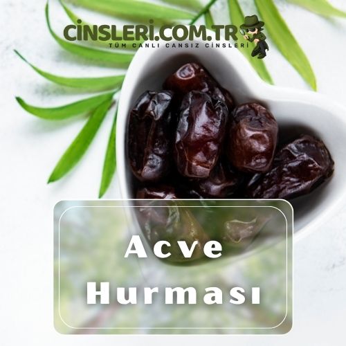 Acve Hurması