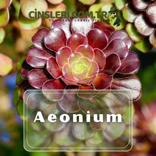 Aeonium